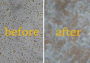 المنظر المجهري