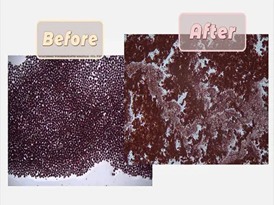 تكسير خلايا الطحالب المائية العذبة  Haematococcus pluvialis