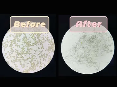 تكسير خلايا الطحالب Chlorella باستخدام جهاز تجانس عالي الضغط